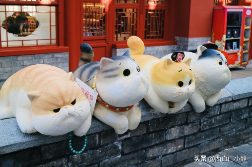 打卡新圣地来啦！北京故宫现巨型“御猫”萌翻众人