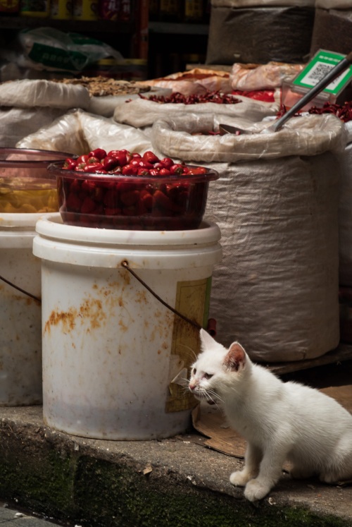 成都青石桥海鲜市场纪实 网友：品种不如武汉华南海鲜市场多