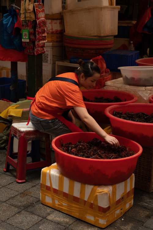 成都青石桥海鲜市场纪实 网友：品种不如武汉华南海鲜市场多