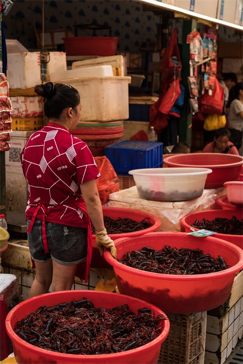 成都青石桥海鲜市场纪实 网友：品种不如武汉华南海鲜市场多