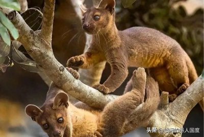 ​超长交配时间，马岛缟狸为何如此猛烈？