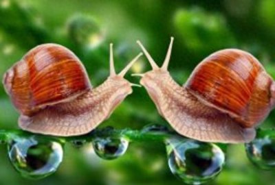 ​蜗牛有哪些秘密