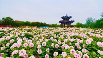 ​这就是牡丹区！