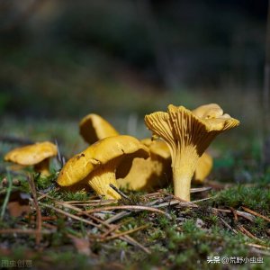 ​野生菌中四大名菌之一美味鸡油菌