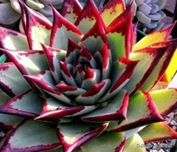 ​养多肉乌木，狠心折磨一年，挺拔又亮丽，人人见了都夸美