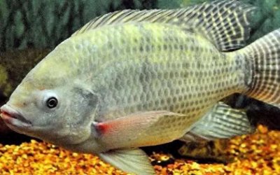 ​南方钓鱼人最烦的非洲鲫鱼，繁殖后代的方式很特别