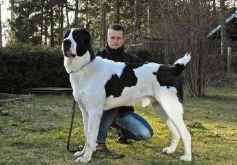 这狗比美国比特还厉害:中亚牧羊犬,堪称狗中王者