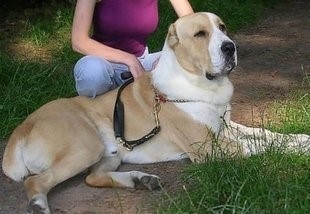 这狗比美国比特还厉害:中亚牧羊犬,堪称狗中王者