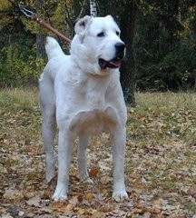 这狗比美国比特还厉害:中亚牧羊犬,堪称狗中王者