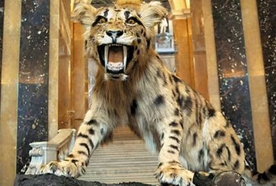 ​140万年前，恐猫大量捕食人类祖先，后来为什么消失了？