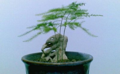 ​为什么家里不能养文竹？在家里养文竹有好处吗？