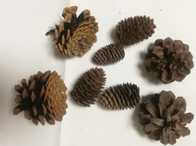 ​可爱亲子小手工，用松塔就能做出美术小手工（二）