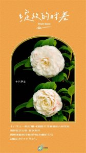 ​【植物博物馆系列】茶花珍品——十八学士