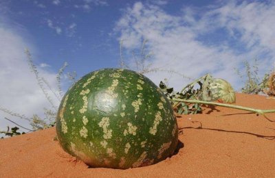 ​长在沙漠里的西瓜，为何渴死也没人敢吃？吃了后果很严重