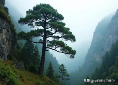 ​全球仅剩3000株！中国这座山的悬崖上，藏着让西方垂涎的植物熊猫