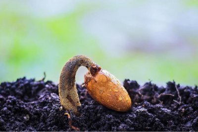 ​每日一花6.26：榴莲：榴莲不似蜀当归