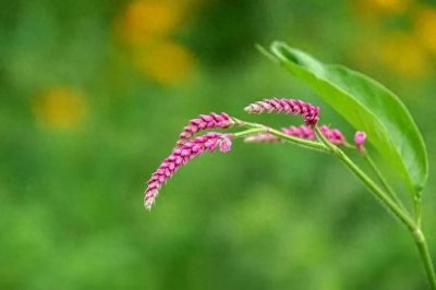 ​「五月初四·顺风启航」2024年6月9日：传统智慧引领航向新旅程