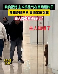 ​狗狗犯错，主人很生气在商场训狗子，狗狗委屈巴巴，靠墙笔直罚站