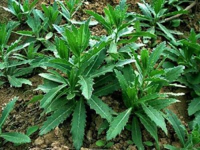 ​在农村有一种叫刺蓟草，它有哪些功效和作用呢？大家见过吗？