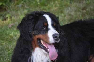 ​高燃的牧羊犬品种盘