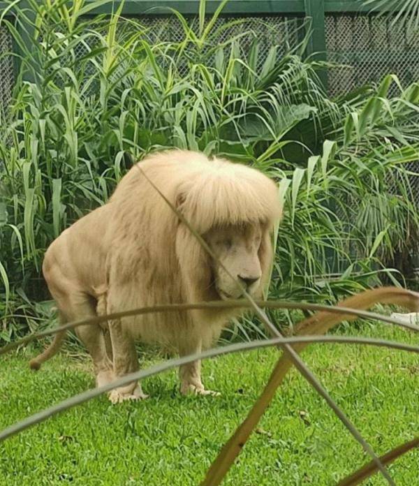 广州齐刘海狮子换大背头（动物园回应称是狮子自己打理）(2)_