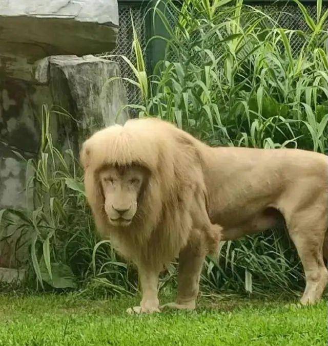 广州齐刘海狮子换大背头（动物园回应称是狮子自己打理）(1)_
