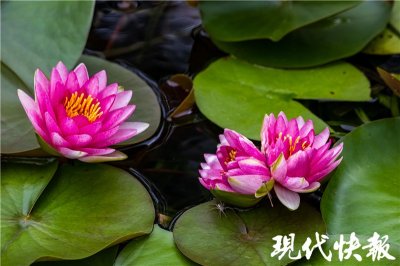 ​奇！南京玄武湖首次发现并蒂睡莲
