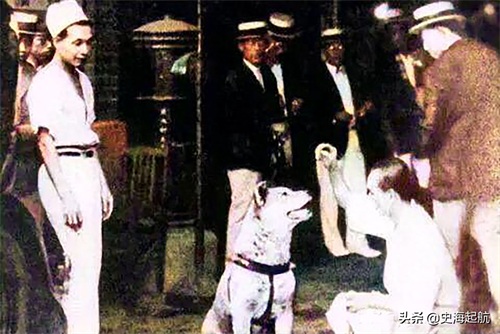 忠犬八公真实照片，主人已不在人世，但它每天仍然坐那盼主人回来