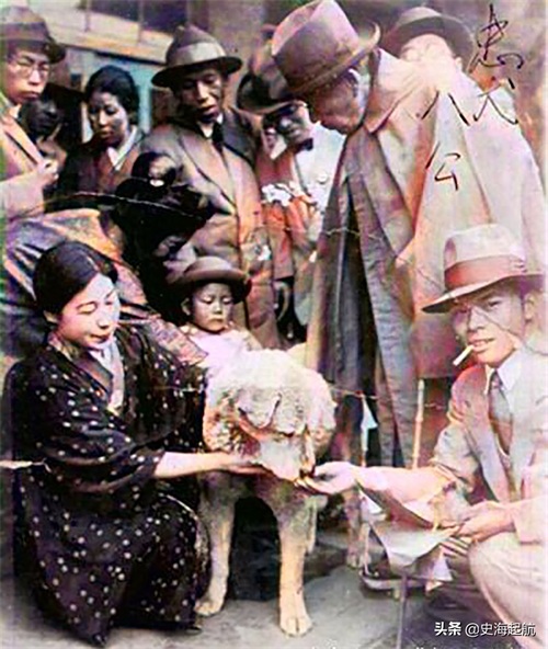 忠犬八公真实照片，主人已不在人世，但它每天仍然坐那盼主人回来