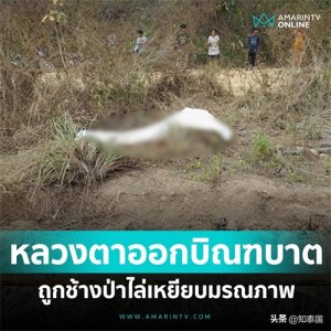 ​触目惊心！泰国僧侣外出化缘被野象活活踩死