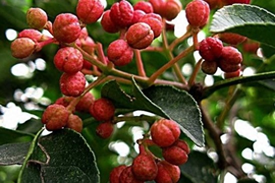 农民种植“狮子头花椒”致富，每亩收入5000元！