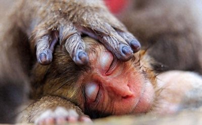 ​40张高清大图，女神梦露的私密写真，自然界的蓝色龙虾跟香蕉！