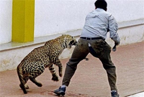 印度豹子闯学校，同学们，快跑！