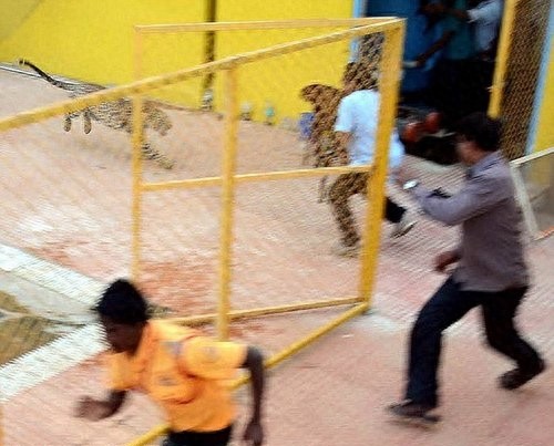 印度豹子闯学校，同学们，快跑！