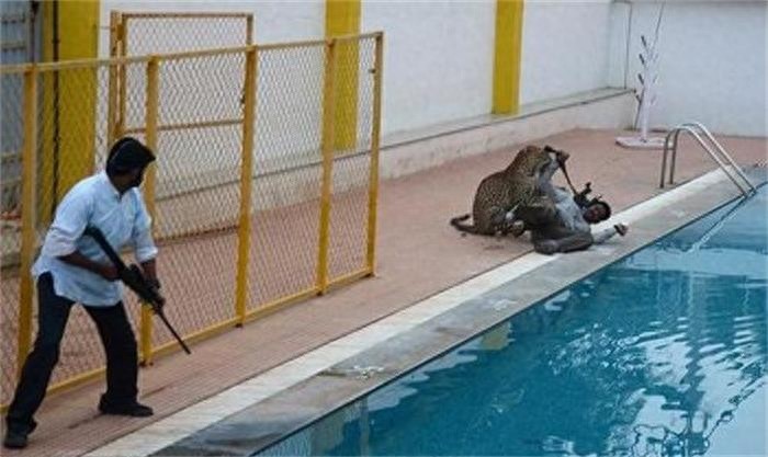 印度豹子闯学校，同学们，快跑！