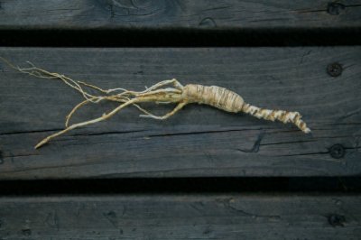 ​林下参和“野山参”有区别吗？差别不大，但是很难定义！