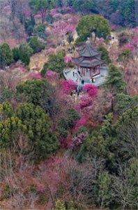 ​梅花山：岁寒之约，春的序曲。