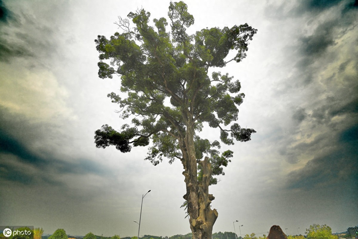 最牛“钉子树”！4百岁古树屹立路中间，道路施工曾为它改方案