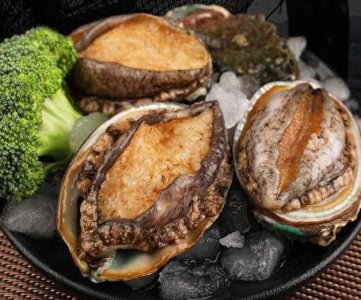 ​饱满鲜美的南日鲍