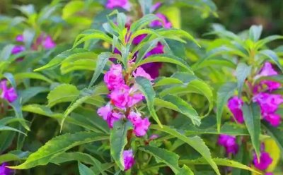 ​带你识别凤仙透骨草