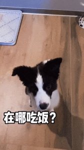 ​边牧的优点和缺点，好养吗？