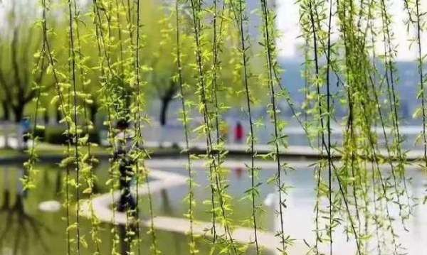 清明节的习俗,清明节有哪些传统风俗活动简介20字图6