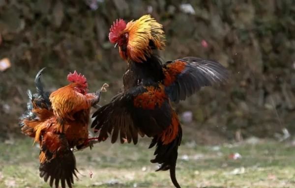 清明节的习俗,清明节有哪些传统风俗活动简介20字图17