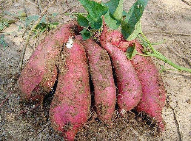 红薯为什么不能吃多（这是两个主要原因）