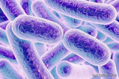 ​丁酸梭菌——肠道卫士，四大作用助力养殖业