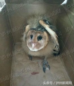 ​泸县居民楼飞来一只“萌物”猴面鹰 为国家二级保护动物