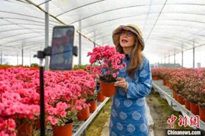 ​浙江“杜鹃奶奶”英文卖花走红：鲜花扮靓“第二春”