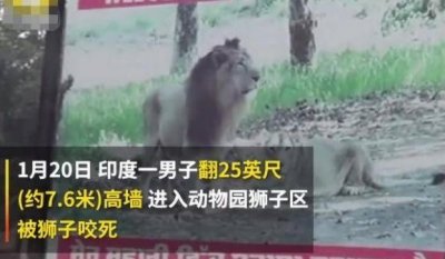 ​印度男子醉酒翻越动物园7米围墙后被狮子咬死，网友：战斗力爆表
